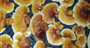با پارتاک اکسیر پرورش دهنده قارچ گانودرما لوسیدوم بیشتر آشنا شوید
