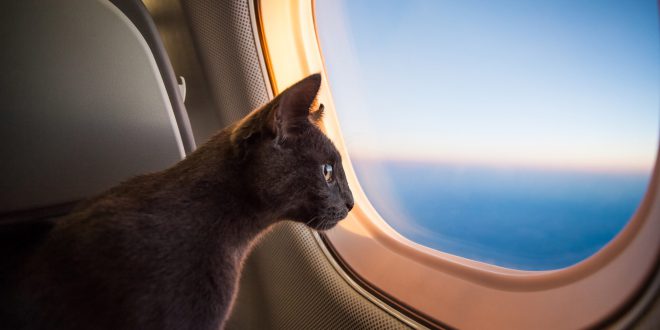 حمل و نقل حیوانات در سفر هوایی