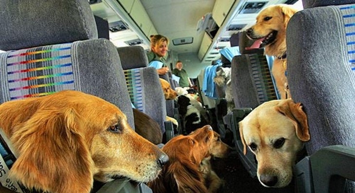 حمل و نقل حیوانات در سفر هوایی