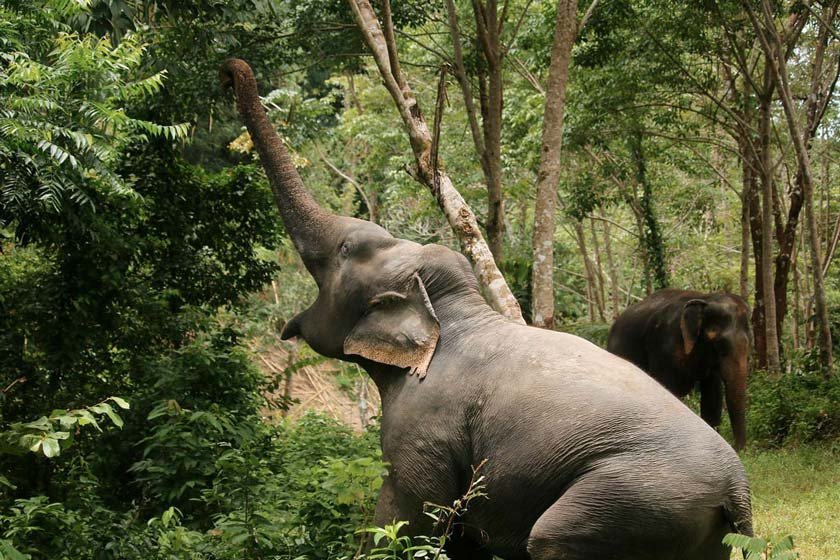 بازدید از پناهگاه فیل ها در پوکت