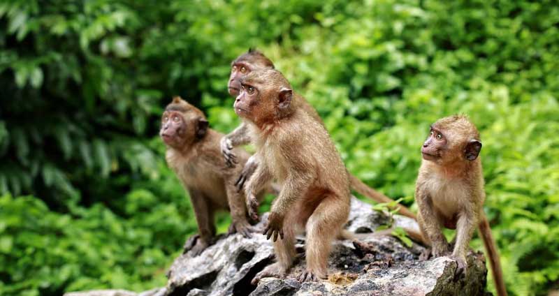 تماشای میمون ها در تپه میمون ها