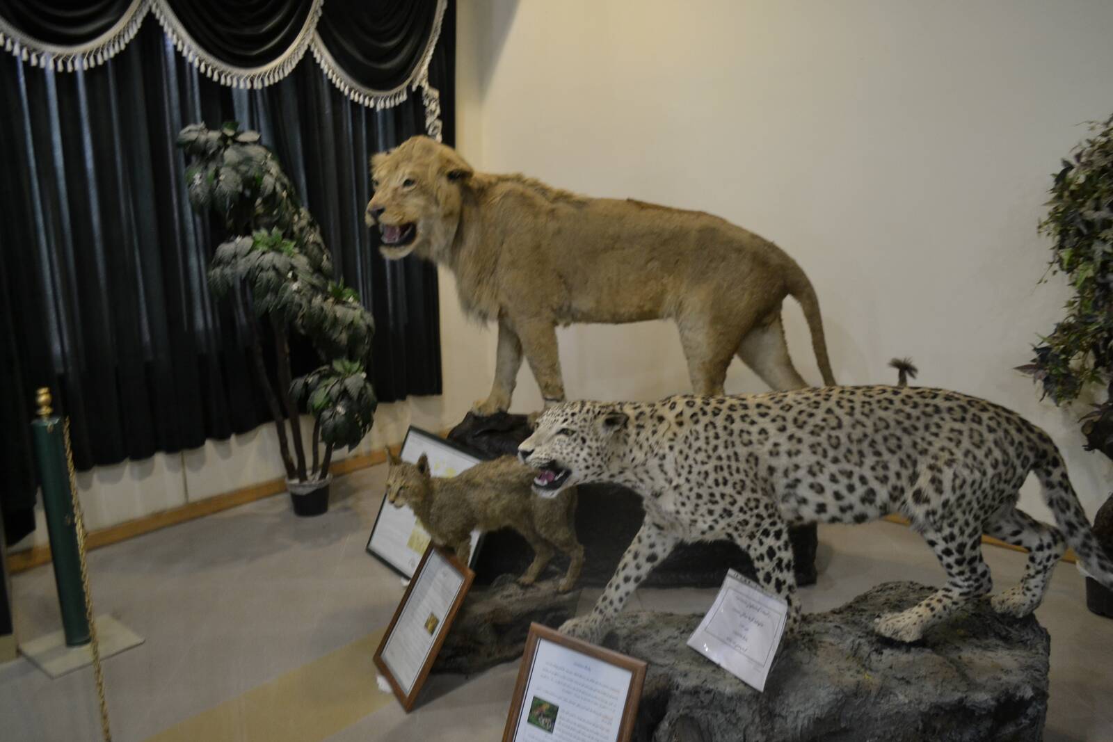 موزه حیات وحش اردبیل