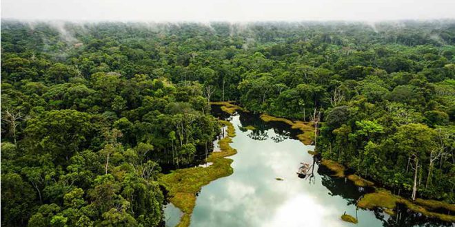 آشنایی با تعدادی از حیوانات خطرناک جنگل آمازون