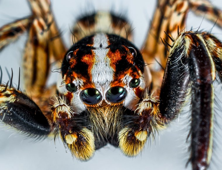 عنکبوت سرگردان برزیلی